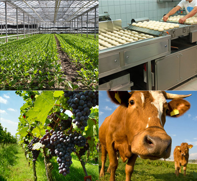Scientific Research and Experimental Development - Agriculture and Agri-Food